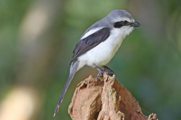 Grey-backed Fiscal