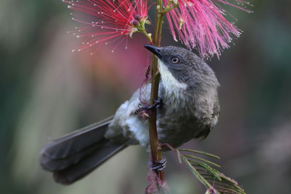  Sharpe's Pied-Babbler