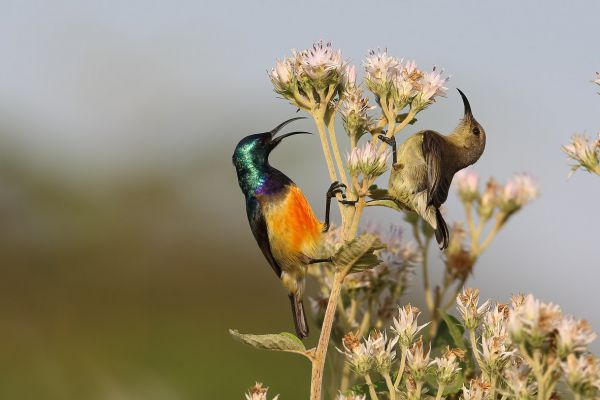 Variable Sunbird
