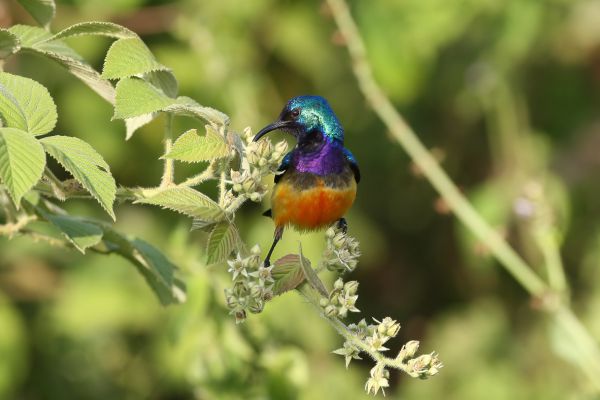 Variable Sunbird
