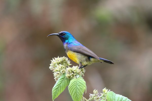  Variable Sunbird