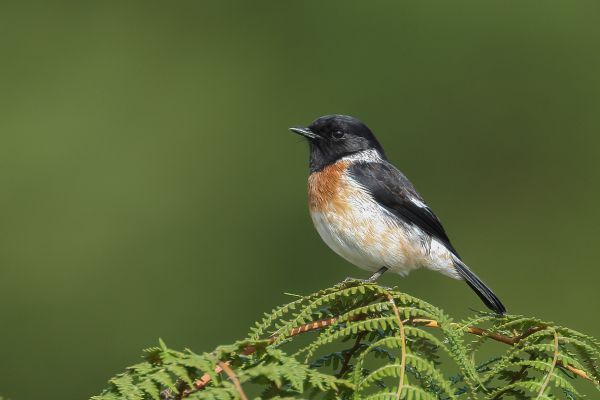 European Stonechat