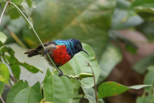 Tiny sunbird