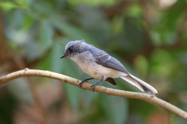 African Blue-Flycatcher