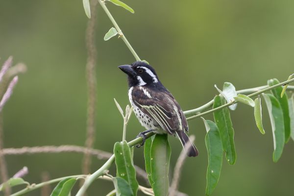Spotted flanked barbet