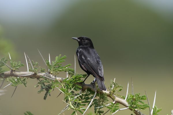  Northern Black-Flycatcher