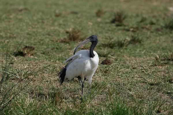 Australian Ibis
