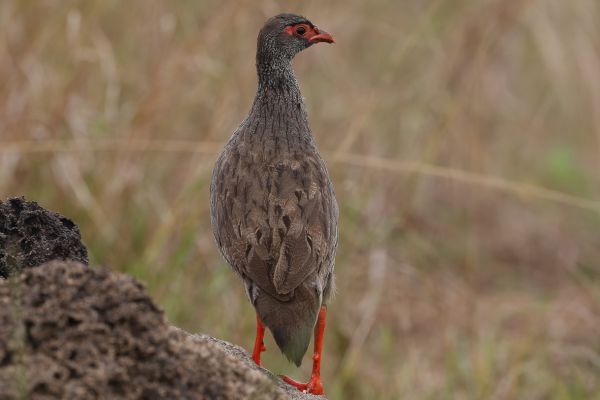 Handsome francolin