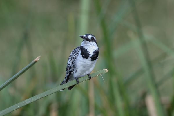 Pied Kingfisher