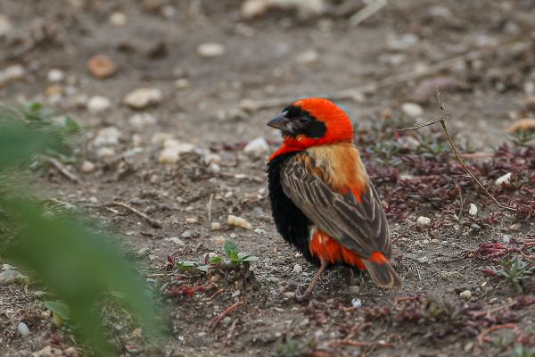Southern Red or Zanzibar Bishop