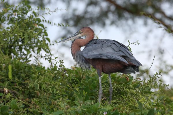 Goliath Heron