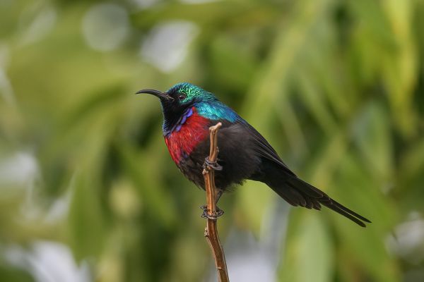 Shelley's Sunbird