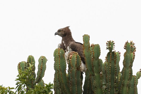Martial Eagle