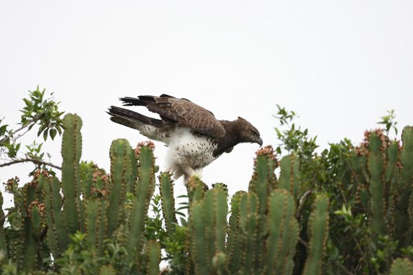 Martial Eagle