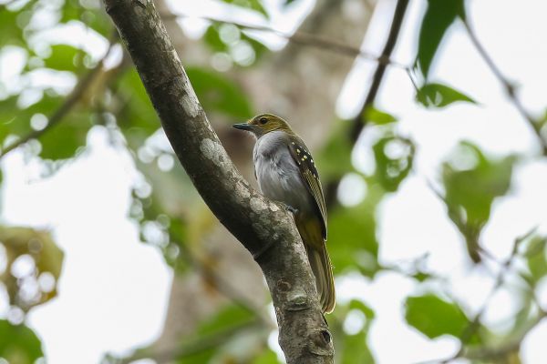 Spotted Greenbul