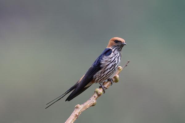 Lesser Striped-Swallow