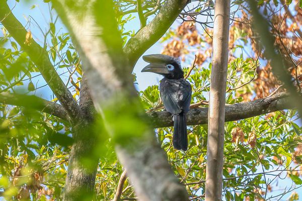 Piping Hornbill