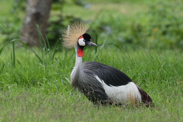 Grey Crowned-Crane