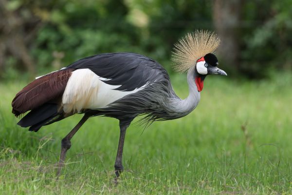 Grey Crowned-Crane