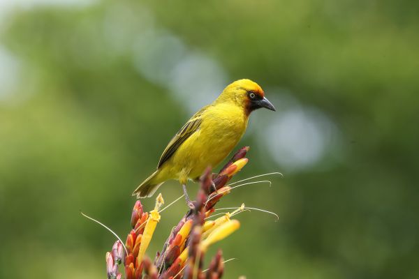 Lesser Masked Weaver