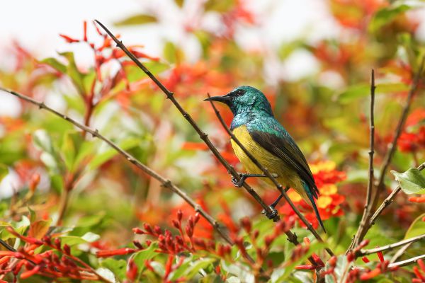 Variable Sunbird