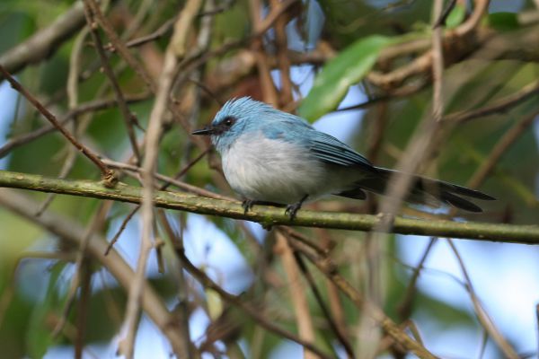 African Blue-Flycatcher