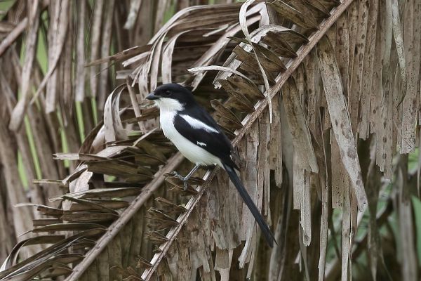 Southern Fiscal (collaris)