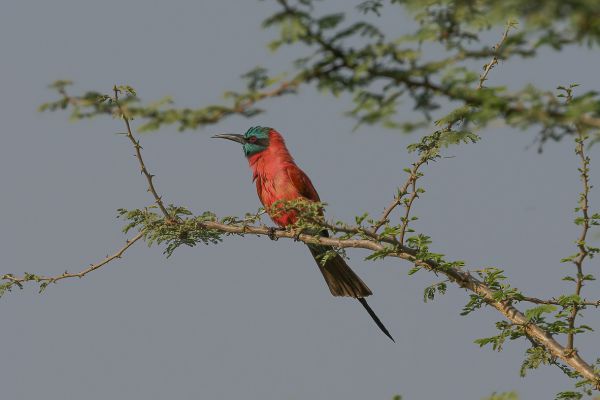 Northern Carmine Bee-eater