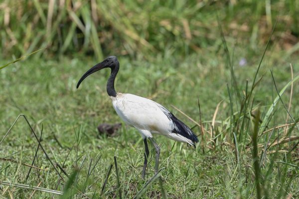 Sacred Ibis