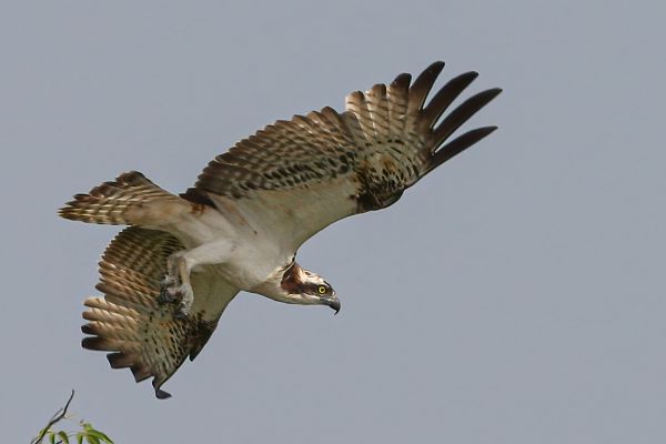 Osprey