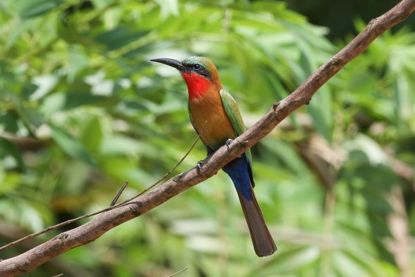 Red-throated Bee-eater