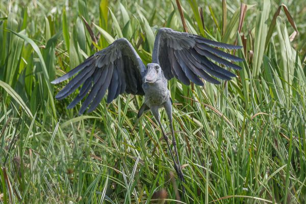 Shoebill