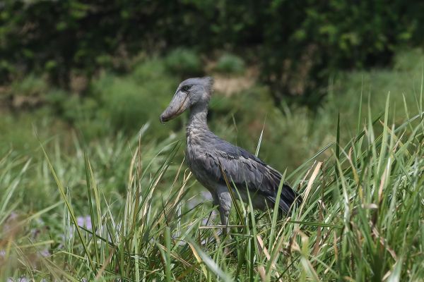Shoebill