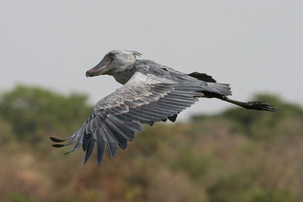 Shoebill