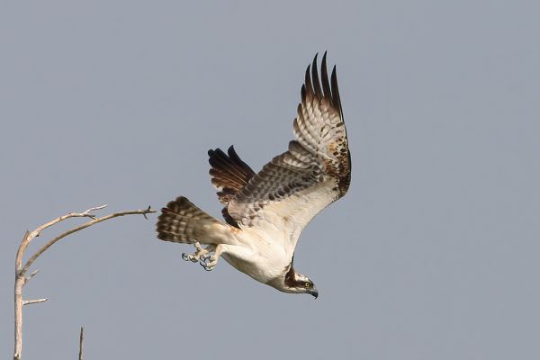 Osprey