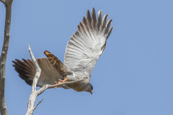 Dark Chanting-Goshawk