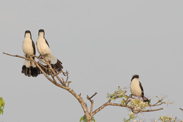 Grey-backed Fiscal