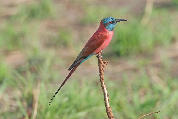 Northern Carmine Bee-eater