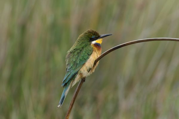 Blue-tailed Bee-eater