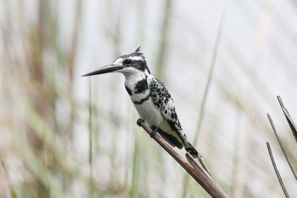 Pied Kingfisher
