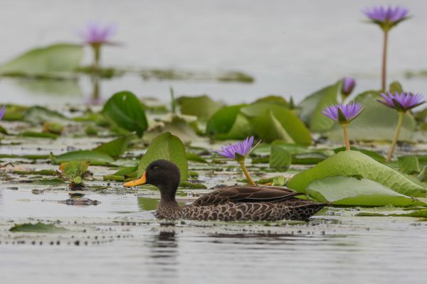 Yellow-billed Duck