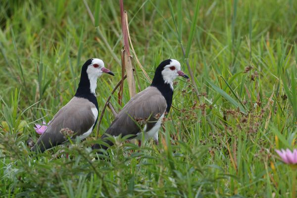 Long-toed Lapwing