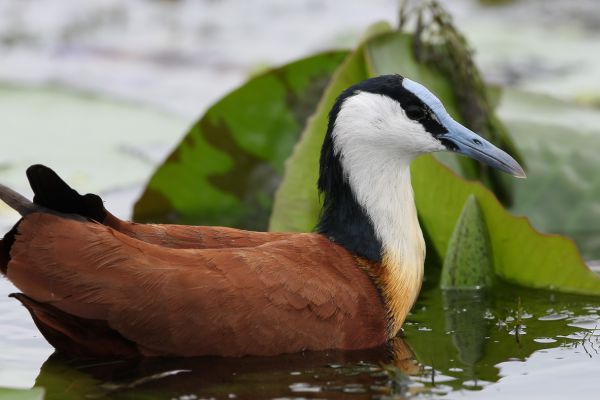 African Jacana