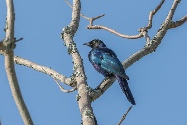 Rueppell's Glossy-Starling