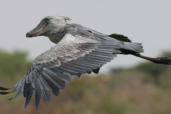 Shoebill