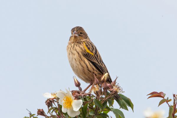 Yellow Bishop