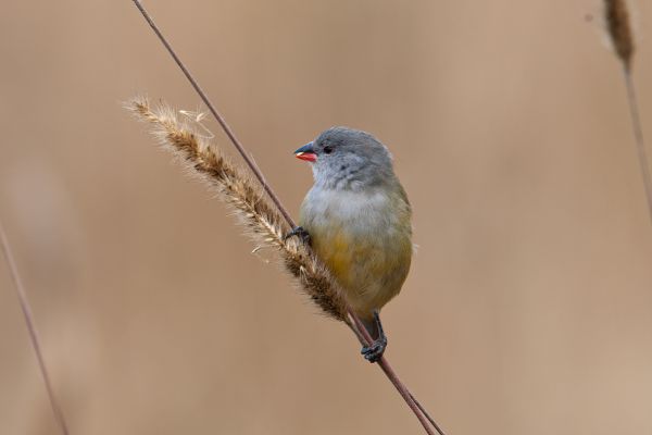 Yellow-bellied Waxbill 