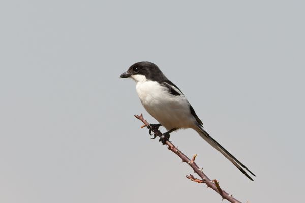 Northern Fiscal