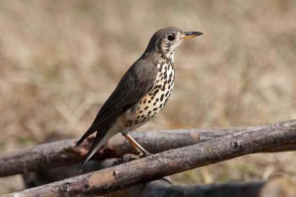 Groundscraper Thrush 