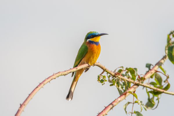 Ethiopian Bee-eater